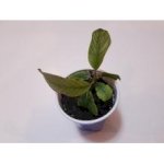 Купить Черенок кратом Kratom, Ketum (Mitragyna speciosa) (живое растение)